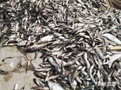 魚(yú)塘的魚(yú)基本上熱死