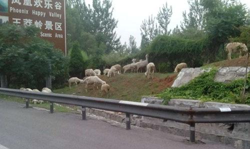 三只羊引發的高速車禍