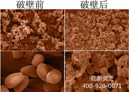 靈芝孢子粉破壁前后形態分析