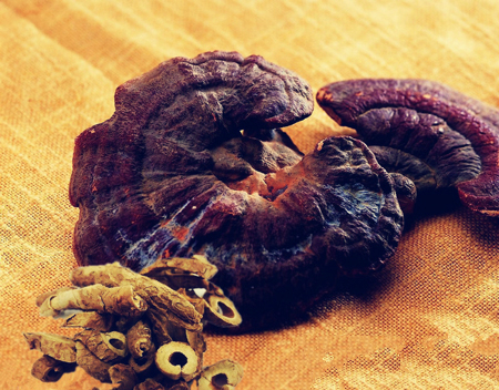 靈芝原料會影響破壁靈芝孢子粉的質量 靈芝原料會影響破壁靈芝孢子粉的質量