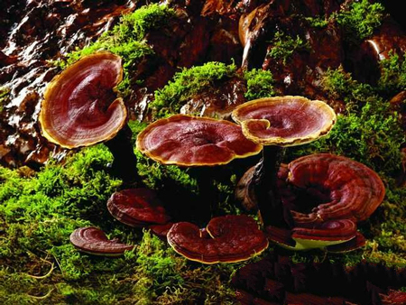 靈芝對胃的作用有哪些 靈芝對胃的作用有哪些