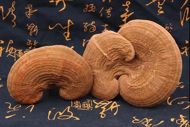 靈芝適合絕大多數人吃