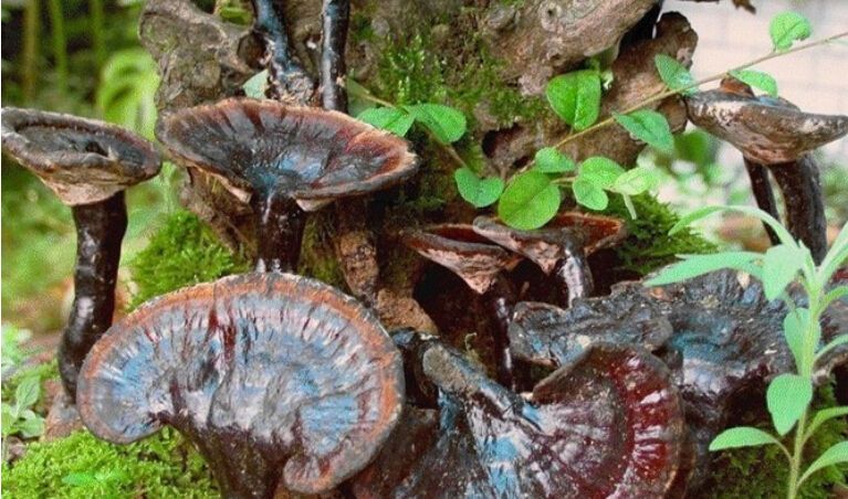 靈芝含有多種微量元素 靈芝含有多種微量元素