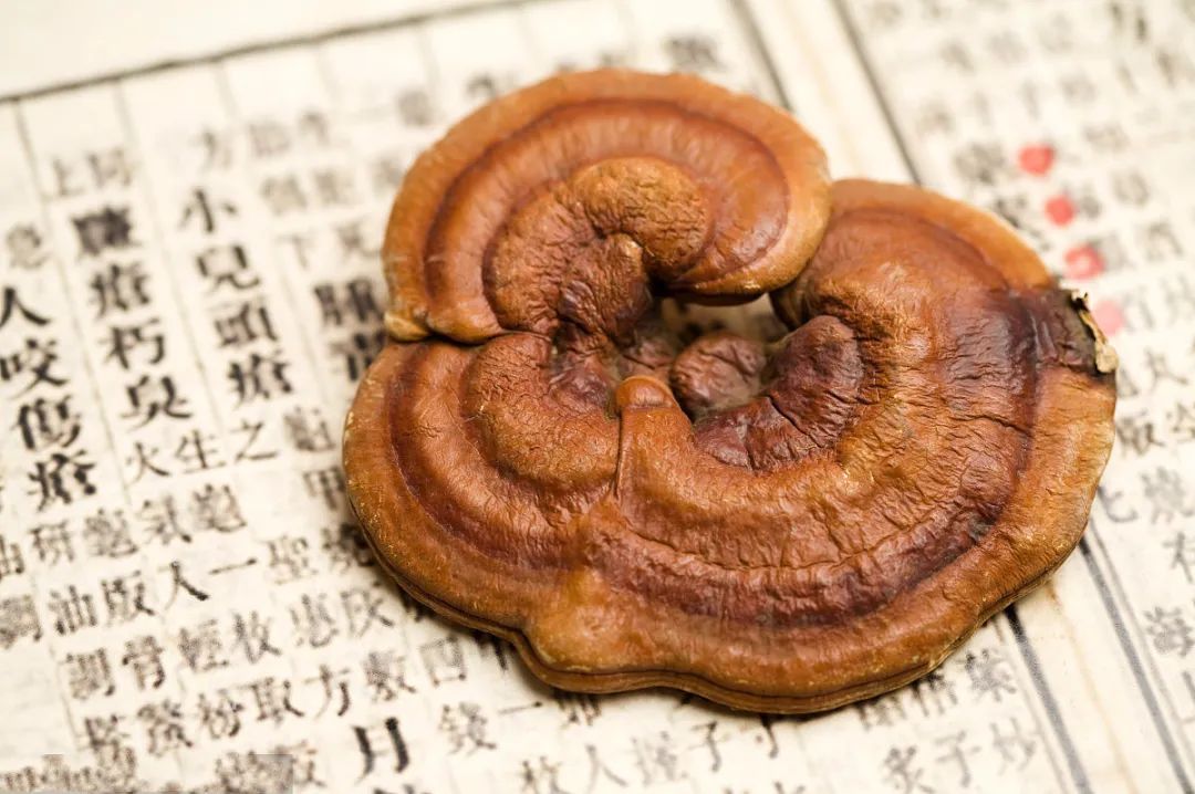 靈芝為什么靈？