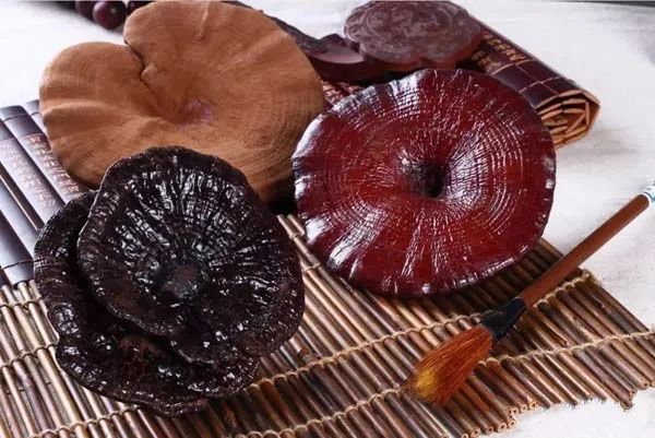 靈芝抗腎纖維化的研究 靈芝抗腎纖維化的研究