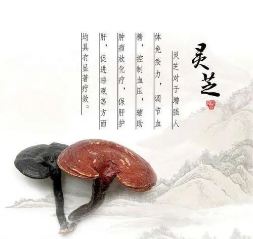 靈芝的養顏美容作用